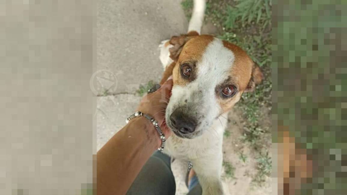 Murió Rufo, el perrito al que habrían drogado y violado en Orán