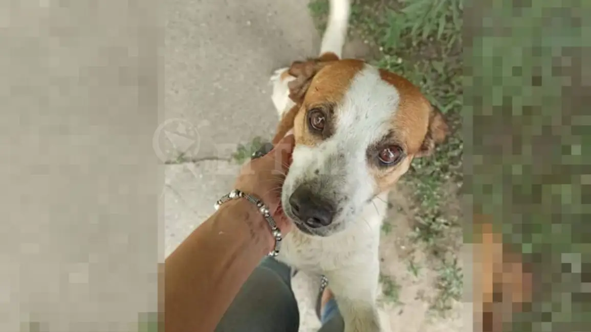 Murió Rufo, el perrito al que habrían drogado y violado en Orán