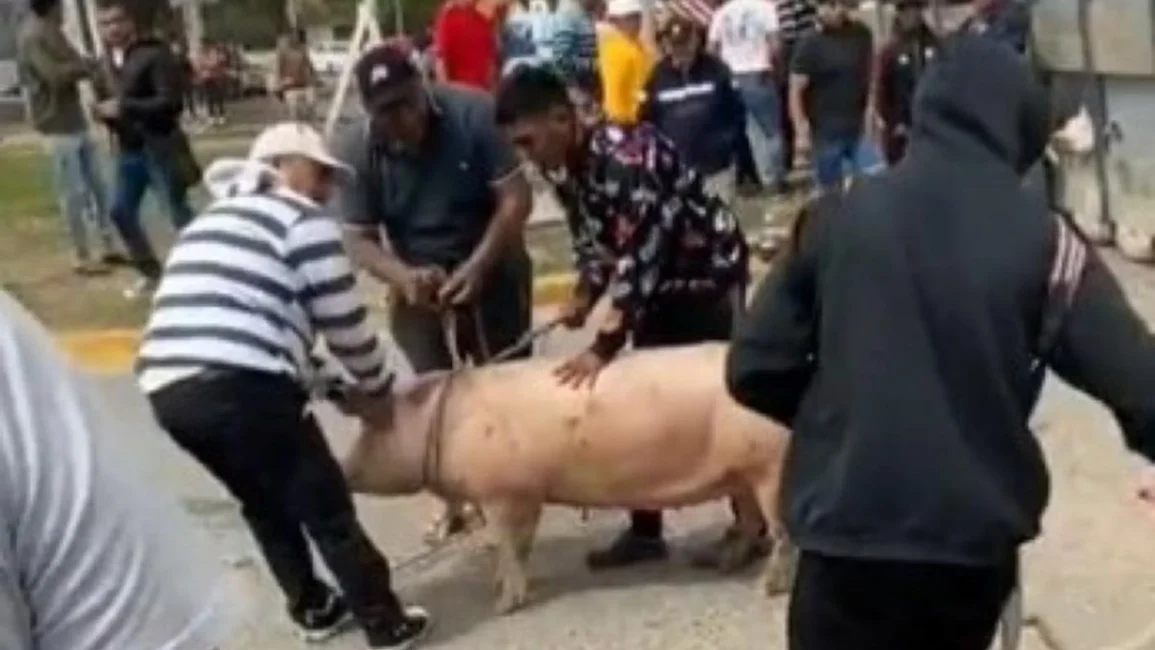 Volcó un camión cargado de cerdos y los vecinos se los llevaron