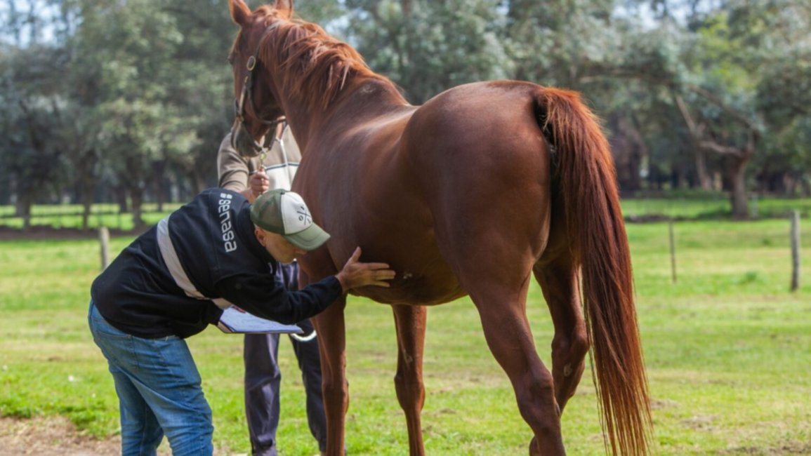 Alerta: prohíben mover caballos  por una enfermedad que se transmite al humano