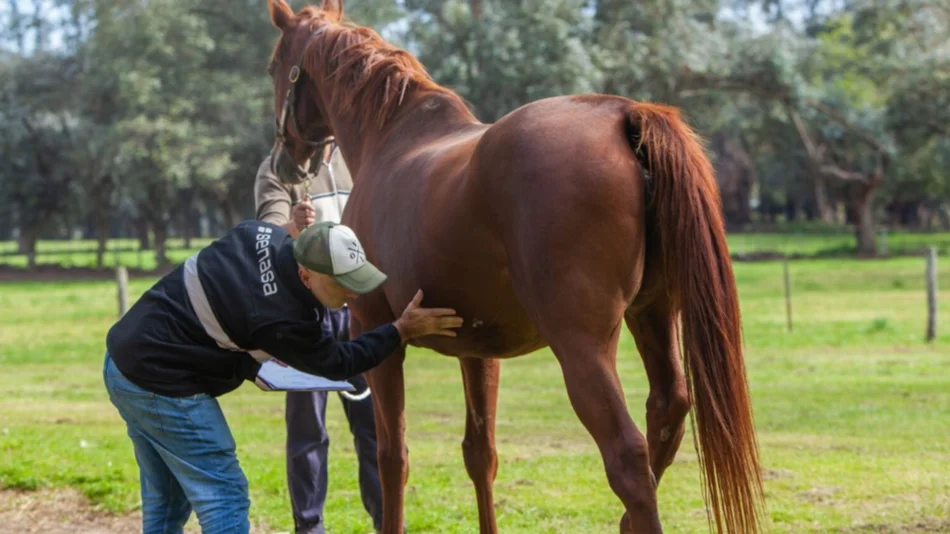 Alerta: prohíben mover caballos  por una enfermedad que se transmite al humano