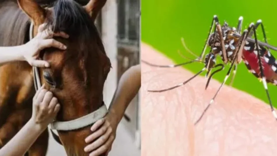 Emergencia sanitaria en todo el país  por la encefalomielitis equina