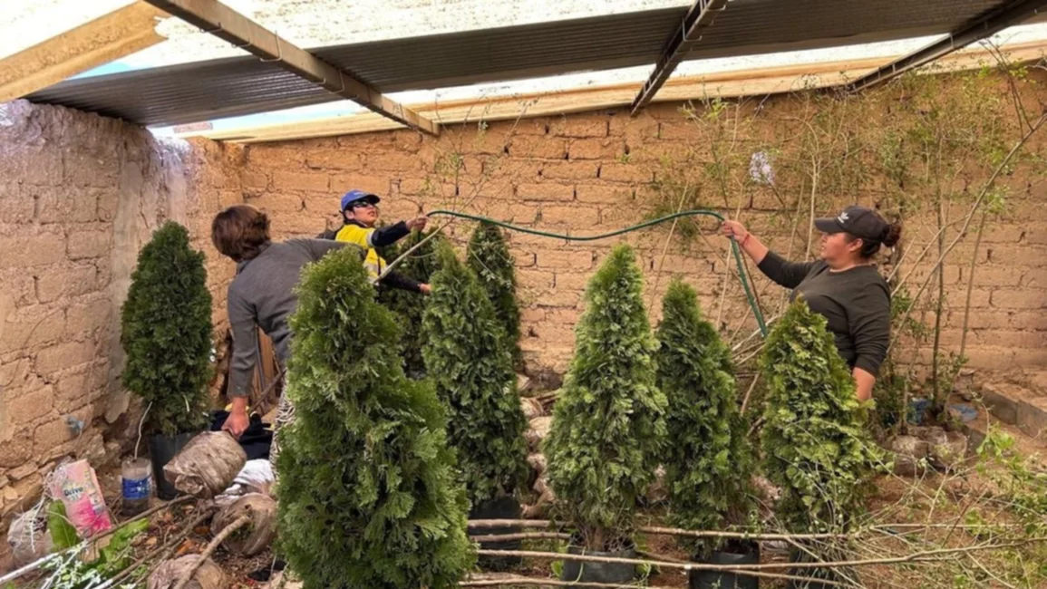 Inician un arbolado en la Puna salteña
