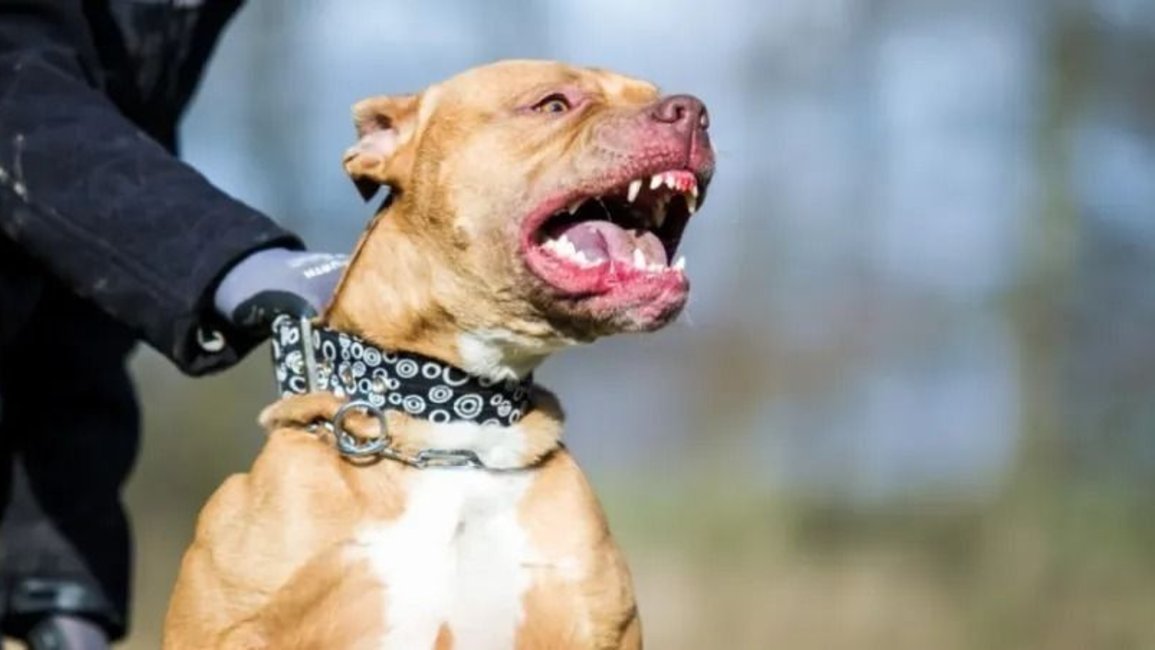 Un pitbull mordió en el cuello a un nene de 7 años y lo dejó en estado crítico 