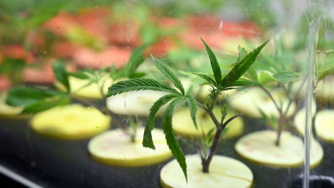 Marihuana en Salta: ¿a favor o en contra del cultivo personal en la casa?