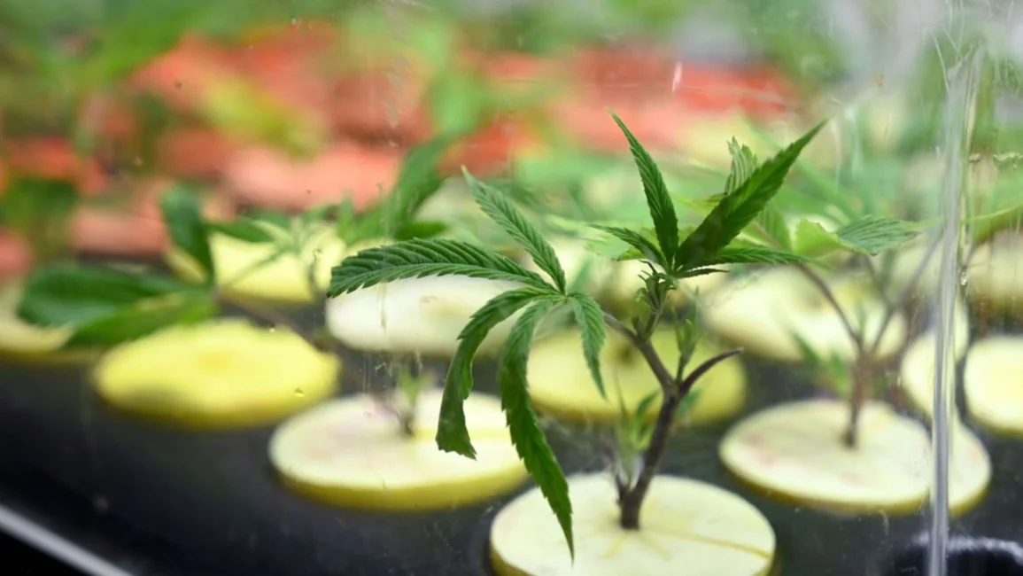 Marihuana en Salta: ¿a favor o en contra del cultivo personal en la casa?