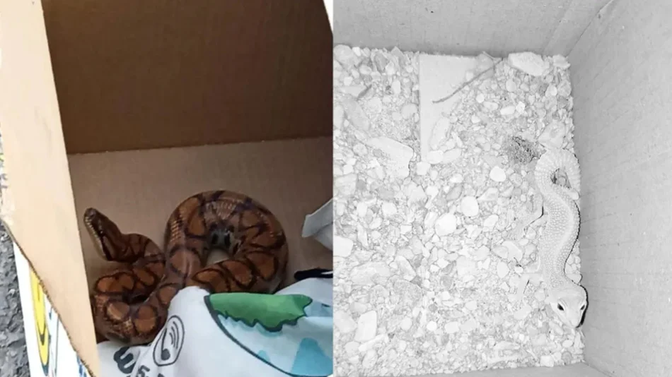 Rescatan en Tucumán dos animales exóticos enviados en una encomienda desde Salta con destino final Buenos Aires