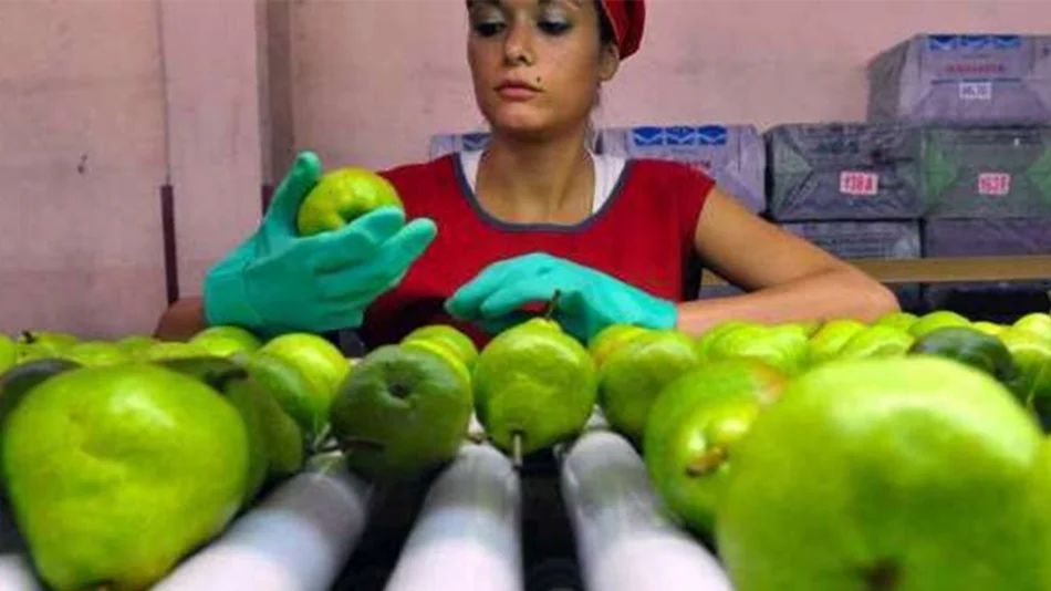 Las exportaciones pymes crecieron un 30 por ciento interanual en volumen