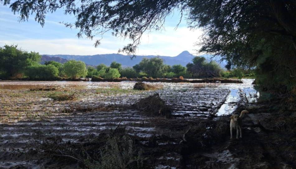 Temporal en los Valles Calchaquíes: desbordes de los ríos arrasaron cultivos también en San Carlos 