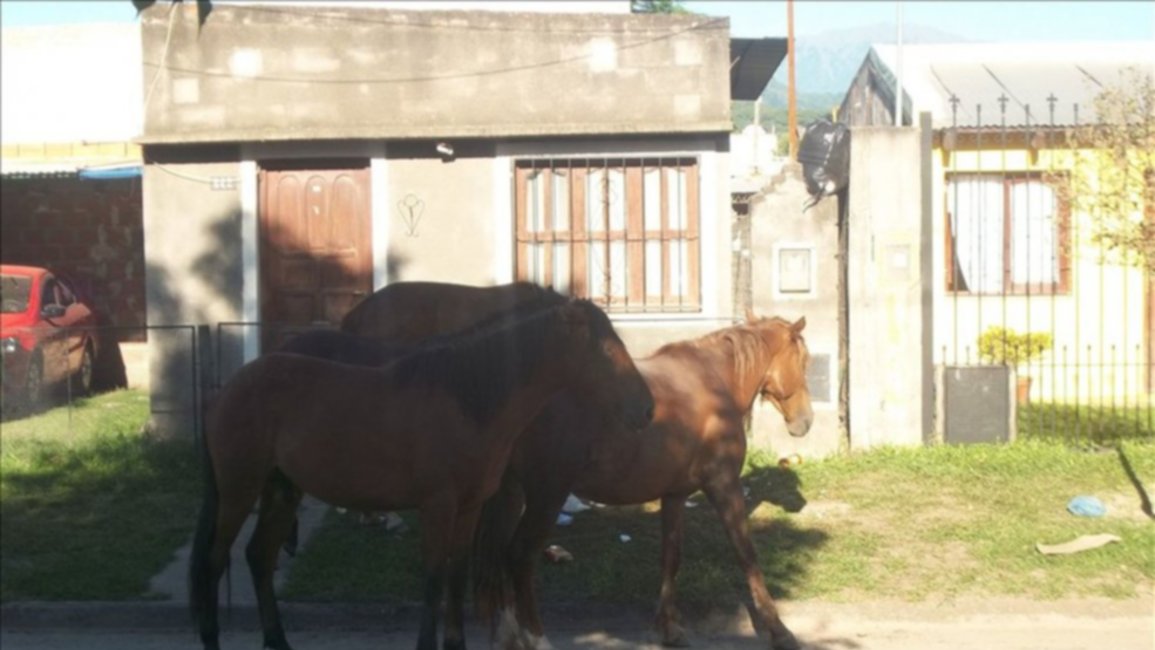 Caballos sueltos invaden la ciudad de Metán
