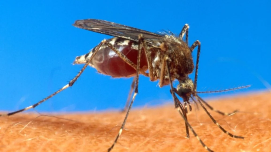Primera vacuna contra el virus del dengue de todo el mundo