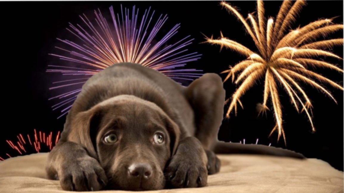 Consejos para cuidar a las mascotas en las fiestas