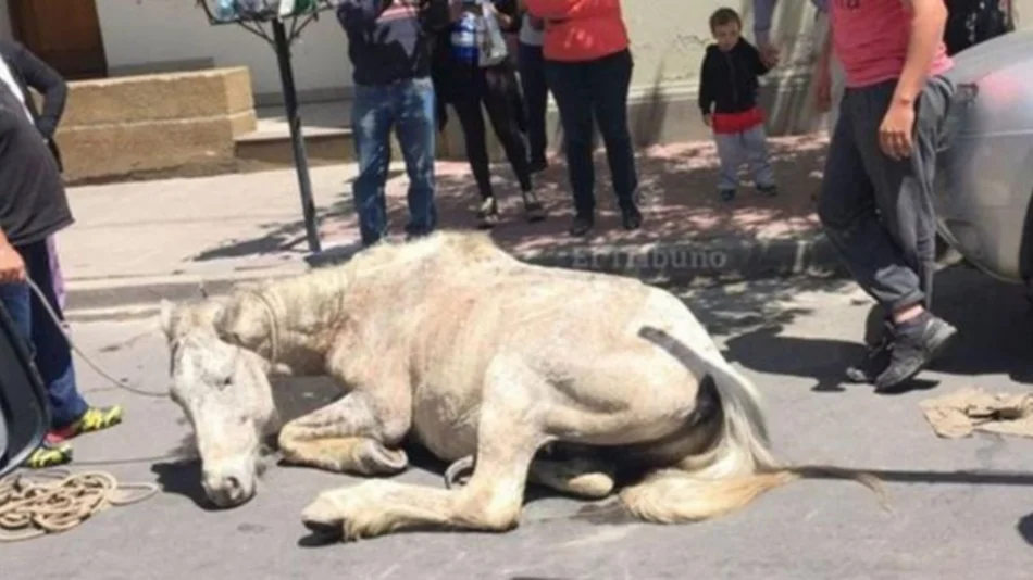 Maltrato animal:  imputaron a dos carreros 
