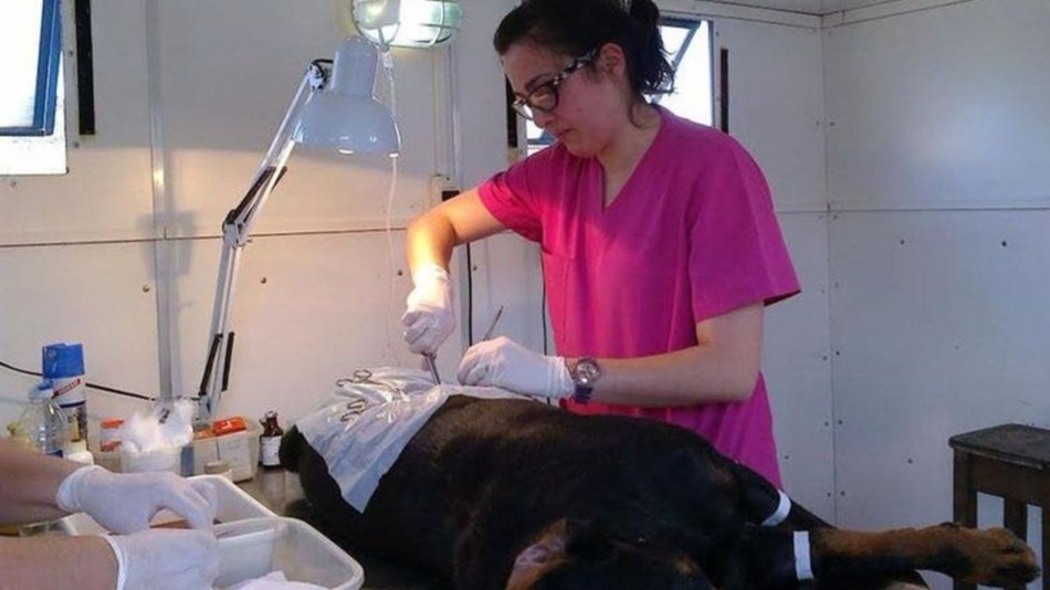 Preocupa la sobrepoblación animal
