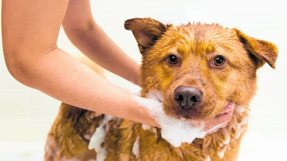 Los cuidados en la higiene de los perros