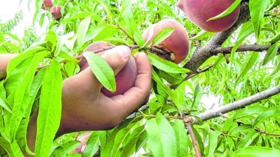 Duraznos y nectarinas en los Valles Templados