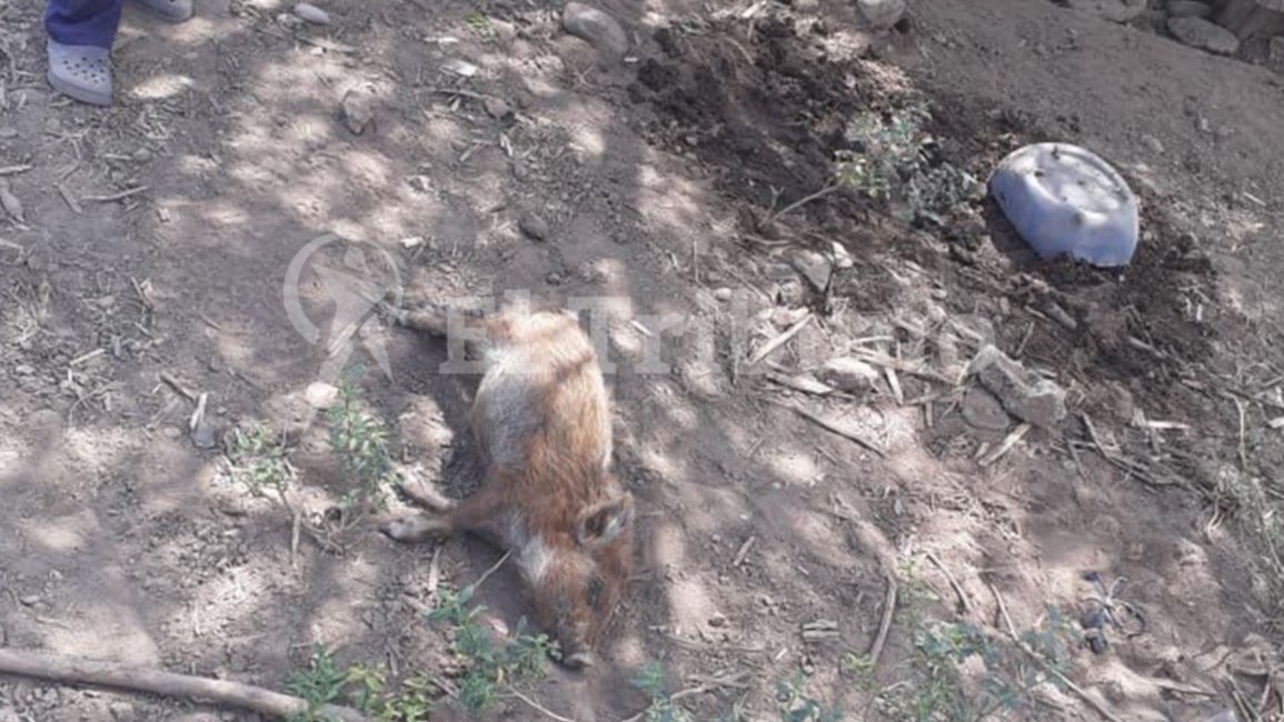 Perdieron animales y huertas por la falta  de agua potable