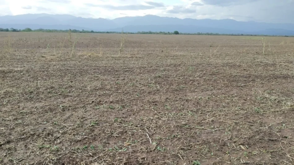 El granizo devastó cultivos de soja en el sur provincial