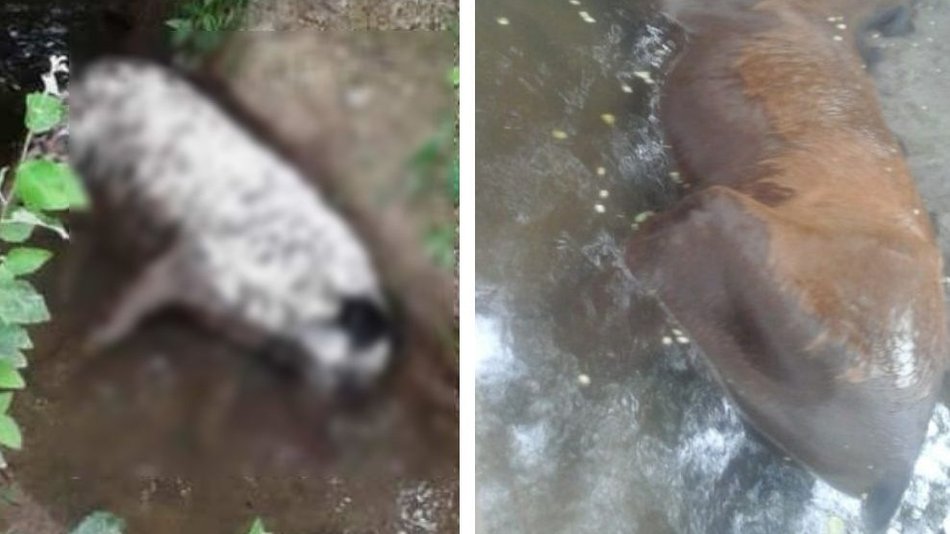 Piden juicio contra un finquero y su empleado por el envenenamiento de animales en San Luis