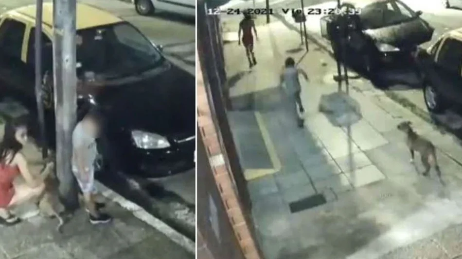 VIDEO Desalmada: Una mujer ató a un perro a un poste y lo abandonó en plena Navidad