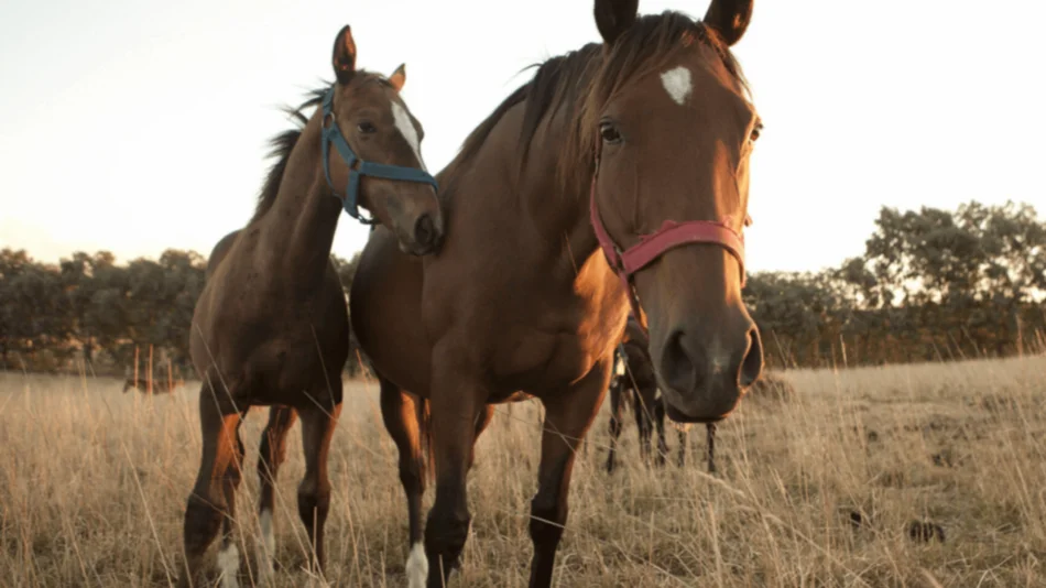 Salta, sin casos sospechosos de encefalomielitis equina: hay vigilancia epidemiológica 