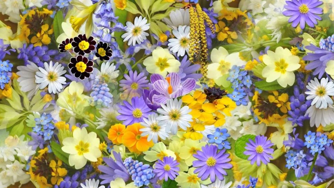 ¿Hay flores que traen mala suerte? ¿Cuáles no debo tener casa?