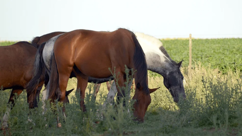  Encefalomielitis Equina: el Senasa aprobó el primer lote de vacunas para frenar los casos