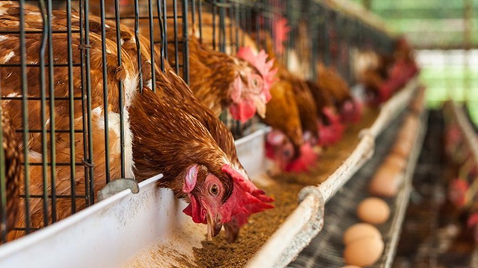 Podrían cerrar decenas de pequeñas granjas por la escasez de alimento y los altos costos