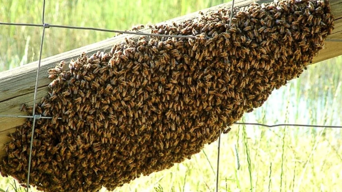 Alertan sobre la presencia de abejas africanizadas en Rosario de la Frontera