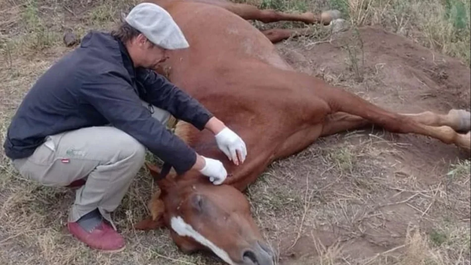 Se confirma en Salta un caso positivo de encefalomielitis equina