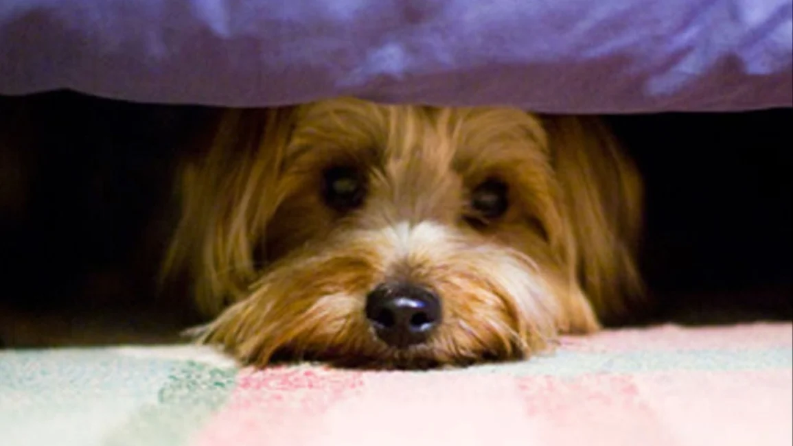 Fiestas de fin de año: 6 tips para cuidar a las mascotas en Navidad