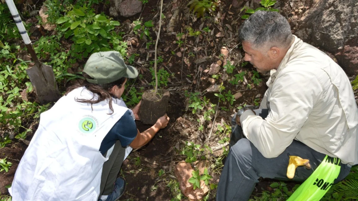 Reforestación del cerro 20 de Febrero