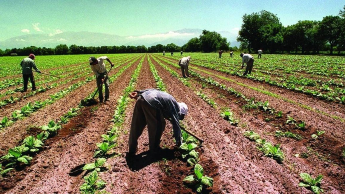 Programa Intercosecha: este lunes 16 se pagarán a los trabajadores rurales