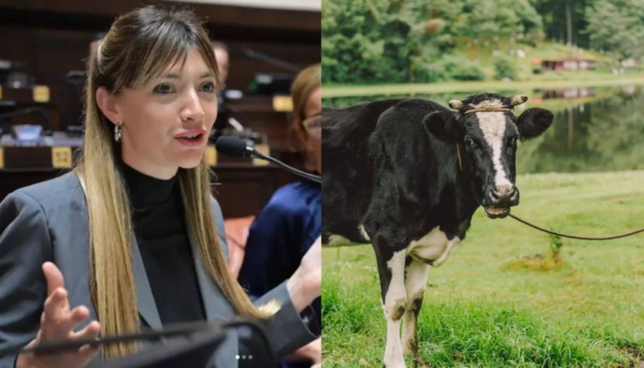 En Argentina el campo rechazó planteo de una diputada para gravar la emisión de gas metano de la ganadería