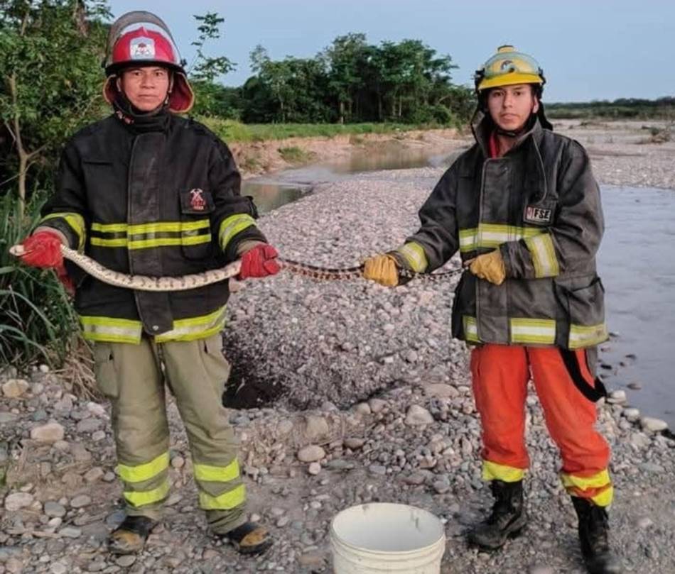 Susto en Orán: una lampalagua de 2,37 metros apareció en una vivienda y fue liberada por bomberos- Susto en Orán: una lampalagua de 2,37 metros apareció en una vivienda y fue liberada por bomberos
