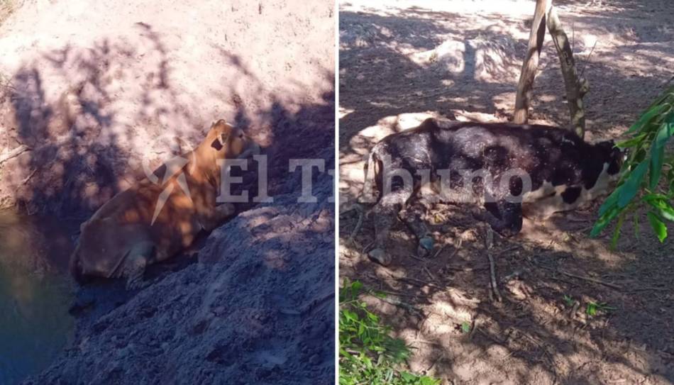 VIDEO. Metán: denuncian la mortandad de 14 vacas envenenadas con agroquímicos