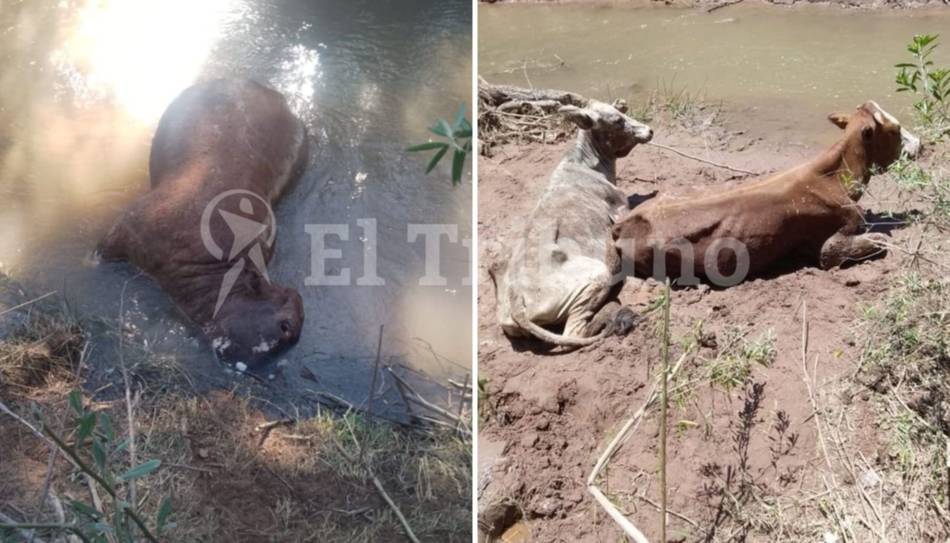 VIDEO. Metán: denuncian la mortandad de 14 vacas envenenadas con agroquímicos