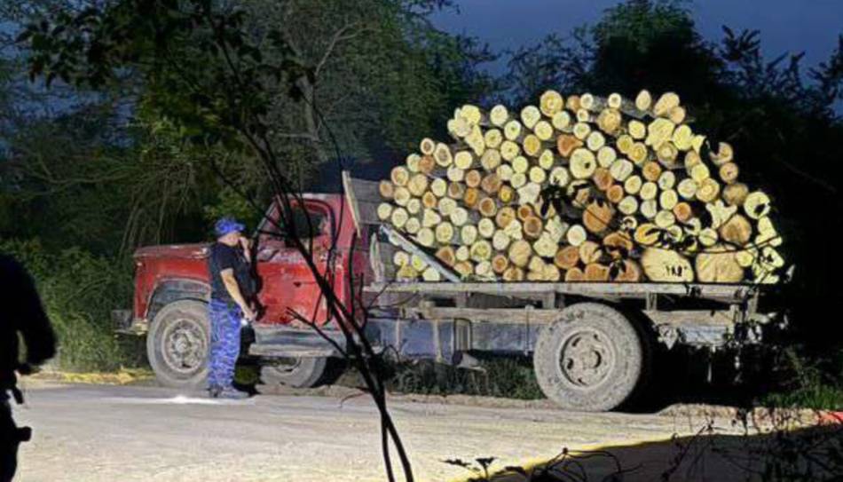 Robo de maderas: "La deforestación avanza y la situación se agrava noche tras noche" 