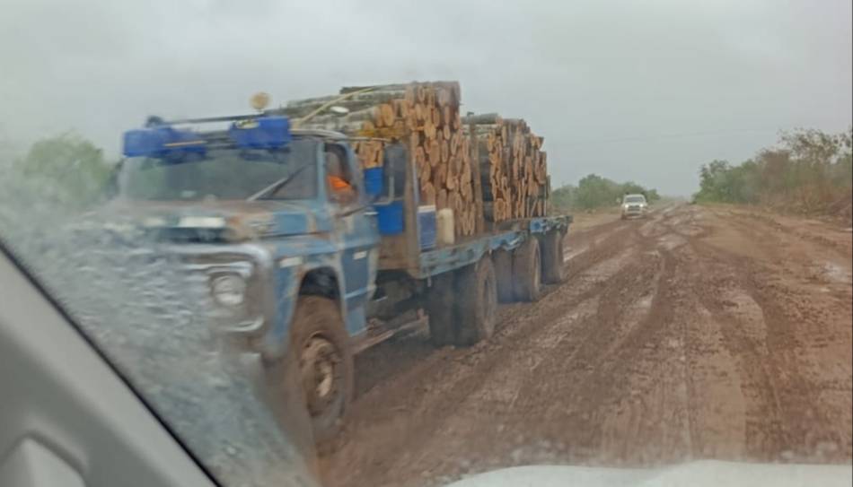Robo de maderas: "La deforestación avanza y la situación se agrava noche tras noche" 